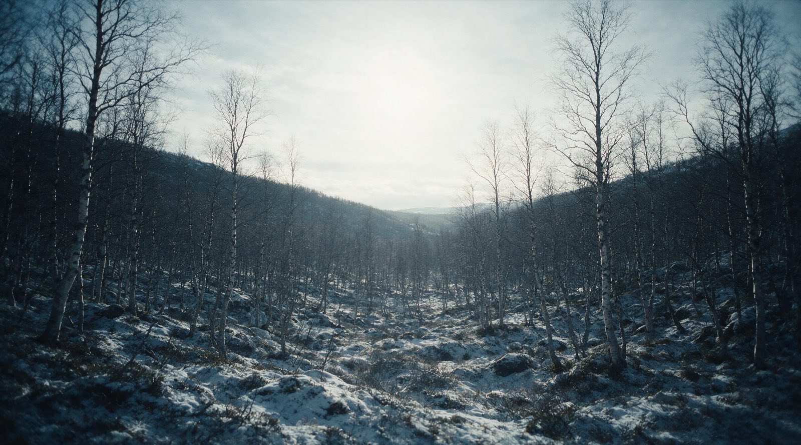 A snow-dusted birch valley in soft winter daylight